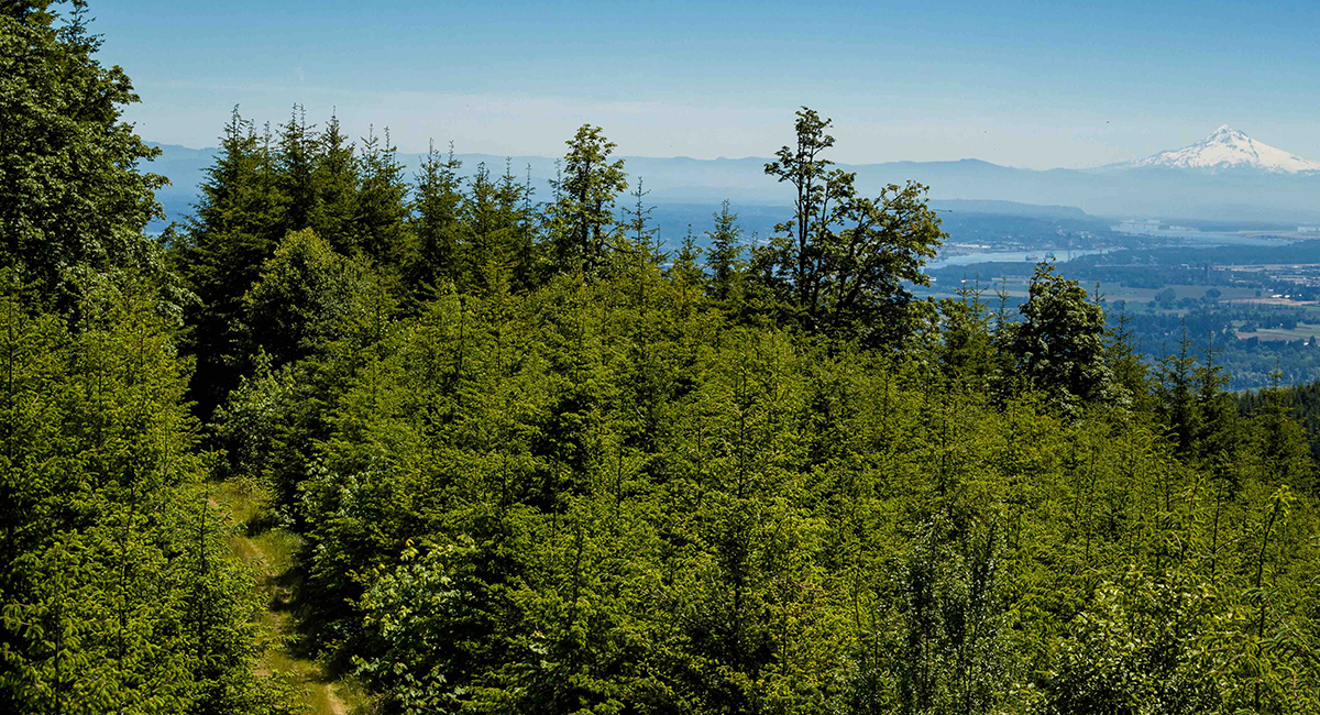Tualatin Forest